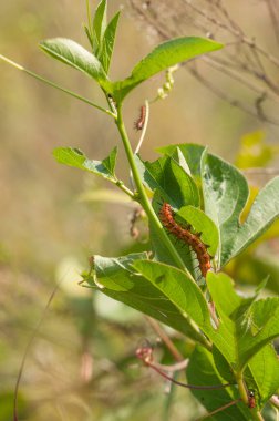 Bir körfez tırtılının yakın çekimi, Agraulis vanilya, bir tutkulu çiçek sarmaşığı, passiflora incarnata. Tutku çiçeği körfez fritilleri için bir ev sahipliği bitkisidir. Dikey