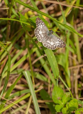 Closeup of a female tropical checkered skipper, Pyrgus oileus, with its wings spread. It is resting on a blade of grass. Vertical clipart