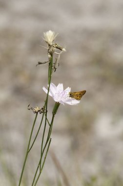 Polites vibex, whirlabout skipper. Side view of a male skipper on a roseling blossom. Blurred background. Vertical clipart