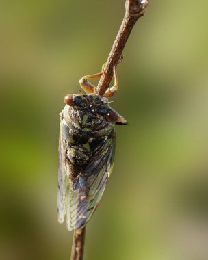 Neotibicen spp adlı yıllık ağustos böceğinin yüksek açılı detaylı sırt görüntüsü. Köpek günü ağustos böceği. Dikey