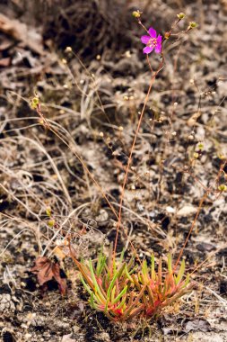 Appalachian Şöhreti, Phemeranthus Teretifolius. Parlak pembe bir çiçek, tomurcuklar ve sulu bazal yapraklar. Alabama 'daki Little River Canyon Ulusal Koruma Alanında kayalık ve kuru bir uçurumda yetişiyor..