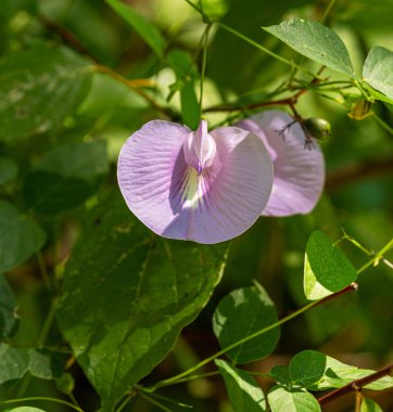 The spurred butterfly pea, Centrosema virginianum, a trailing vine that with two light pink flowers resembling butterflies. The flowers feature a spurred keel and a white center with purplish stripes. clipart