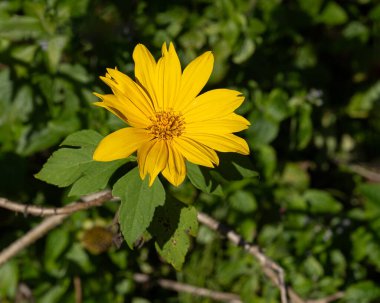 A closeup of a bright yellow Mexican Sunflower, Tithonia diversifolia, with deeply lobed green leaves. Also called Tree marigold due to its shrub like growth. Native to Mexico and Central America. clipart