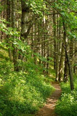 New River State Park, Kuzey Carolina 'nın bahar ormanlarında ağaçların arasından süzülen benekli güneş ışığıyla aydınlık bir yürüyüş yolu. Dikey