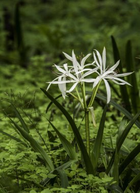 Crinum americanum, Swamp Lily. Closeup of an umbel of frilly white flowers with long stamens and narrow leaves. Growing in shallow water. clipart