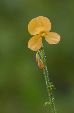 Chapmannia floridana, Florida Alicia. A closeup of a dainty single yellow flower on stem with sticky hairs. Endemic to Florida. clipart