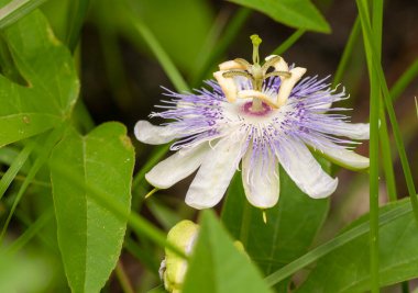 Passiflora incarnata. Less common white passionflower with purple fringes. Features a complex flower structure of petals, sepals, and central crown. clipart