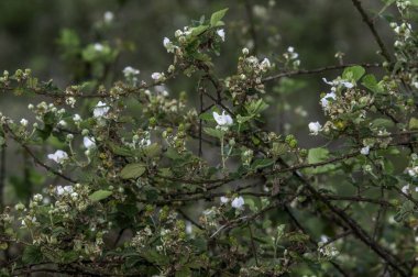 Rubus trivialis, Southern dewberry. A thicket of many white flowers, green (unripe) fruit, and prickly stems. The berries are edible when ripe. clipart