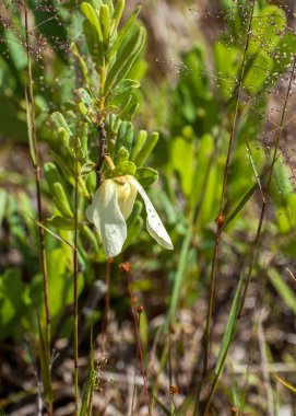 The nodding creamy white flower of Asimina reticulata, the netted pawpaw. Shows an entire plant with the flower in its natural habitat. clipart