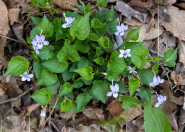 Viola Rostrata, uzun menekşeli. İlkbaharda, orman zemininde kalp şeklinde yaprakları olan lavanta çiçekleri toplanır. Güvercin Dağı, GA.