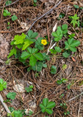 Cinquefoil, Potentilla simplex, on the forest floor in the Great Smoky Mountains. A single five-petal yellow flower with several five-leaf runners. clipart