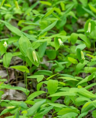 A colony of Perforated Bellflower, Uvularia perfoliata, with pale yellow drooping flowers that seem to perforate the bright green, ovate leaves. clipart