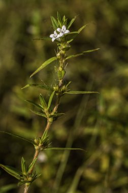 White to pink flowers and opposite leaves of Virginia Buttonweed, Diodia virginiana. Native to central and eastern United States. clipart