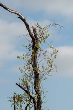 Smilax laurifolia, Laurel Greenbriar, climbs high up a snag against a blue sky. A native vine is found along the coastal plains of the southeast US. clipart