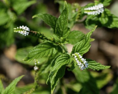 Scorpion Tail, Heliotropium angiospermum. View from above of white curled flower spikes and deeply veined foliage. clipart