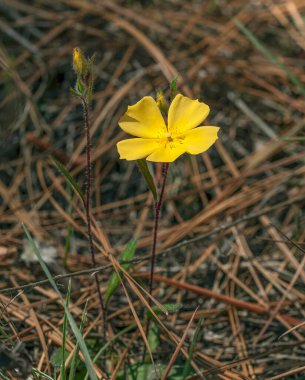 Crocanthemum carolinianum, Carolina frostweed. Closeup of the yellow flower, hairy red stem, and buds in a pine understory. Vertical clipart