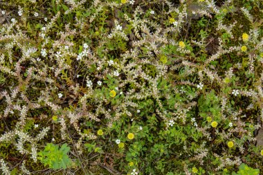 Sedum pluchellum, glade taşı, Arenaria patula, glade sandwort, ve orta Tennessee 'nin sedir ormanlarında yetişen sarı bir ağaç folyosu..