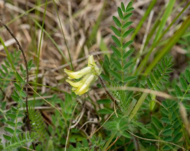 Tennessee Milkvetch, Astragalus tennesseensis. Pale yellow flowers and leaves of this rare hairy legume of the cedar limestone glades. clipart