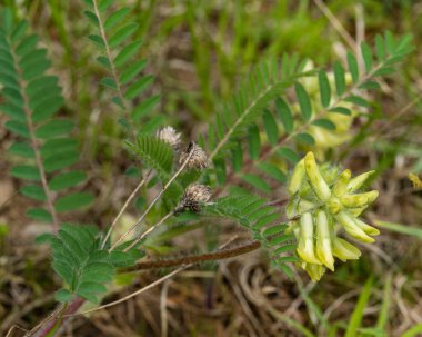 Tennessee Milkvetch, Astragalus tennesseensis. Pale yellow flowers and fern-like foliage of this rare hairy legume of the cedar limestone glades. clipart