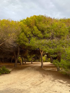 Sand Forest Path Surrounded by Green Pine Trees on Cloudy Day clipart