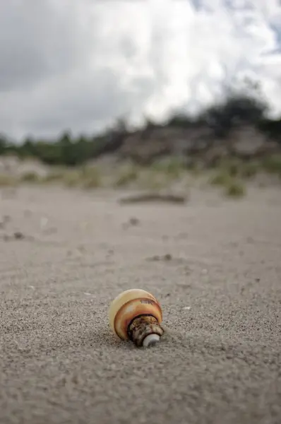 Plastik bir çöp tarafından kirletilmiş vahşi deniz manzarası. Kirliliğe karşı fotoproje