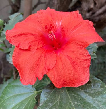 Afrika Hibiscus 'u yıl boyunca çiçek açar.