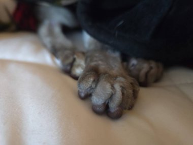 kedi yatakta uyuyor.