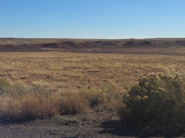 Büyük kuru bir ağacı olan güzel bir çöl manzarası.