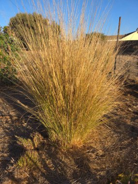 Güzel botanik fotoğrafı, doğal duvar kağıdı.
