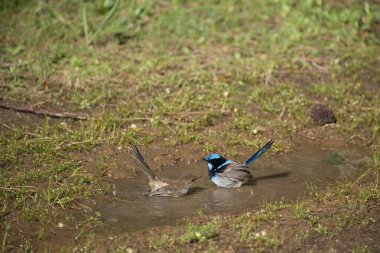 Male and female fairywren bathing in a puddle together clipart