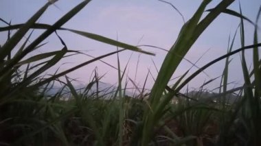 Ağaç manzarasının ve doğu ufkunun tadını çıkarın.