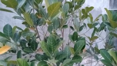 Meyve ağacı verimli ve yaprakları gölgeli.