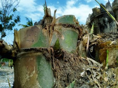 Bambu filizleri, Bambu, kamış ya da aur, Poaceae familyasına ait Bambusoideae alt familyasından sonsuza dek yeşeren bir çiçek bitkisidir.