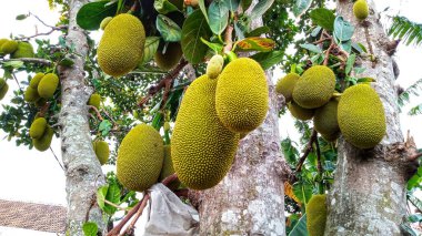 Ağaçtan sarkan genç bir meyve.