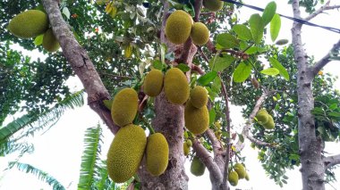 Ağaçtan sarkan genç bir meyve.