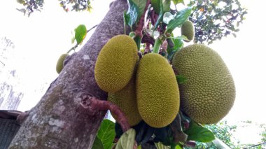 Ağaçtan sarkan genç bir meyve.