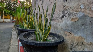 Kayınvalidenin dil bitkisi ya da Sansevieria