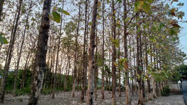 Tarlada bir meşe ağacı gördüm.