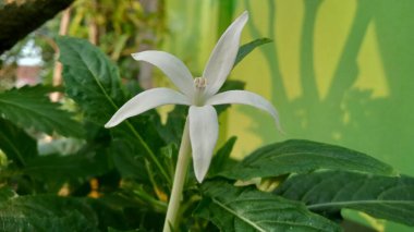 Flowers of the medicinal plant Hippobroma longifora, Ki tolod with the Latin name Hippobroma longifora is a medicinal plant in the form of an upright herb that reaches 60 cm in height. This plant is also called control, sangkobak.  clipart