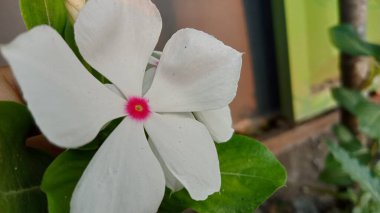 Tapak dara, Madagaskar 'dan gelen yıllık bir çalı türüdür ancak diğer tropikal bölgelere de yayılmıştır. Bilimsel adı Catharanthus Roseus Don.