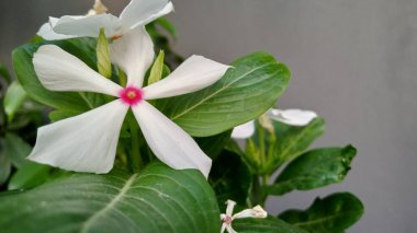 Tapak dara, Madagaskar 'dan gelen yıllık bir çalı türüdür ancak diğer tropikal bölgelere de yayılmıştır. Bilimsel adı Catharanthus Roseus Don.