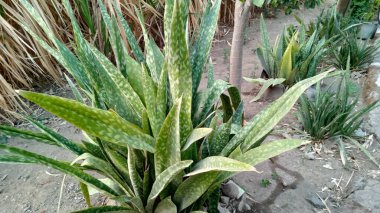 Sansevieria trifasciata ya da kayınvalidenin dil bitkisi