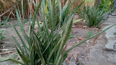 Sansevieria trifasciata ya da kayınvalidenin dil bitkisi
