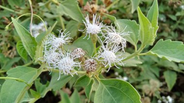 Kromolaena odorata bitkisi, Eupatorium kokusu veya Kirinyuh