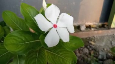 Tapak dara, Madagaskar 'dan gelen yıllık bir çalı türüdür ancak diğer tropikal bölgelere de yayılmıştır. Bilimsel adı Catharanthus Roseus Don. 