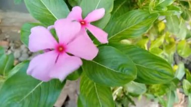 Tapak dara, Madagaskar 'dan gelen yıllık bir çalı türüdür ancak diğer tropikal bölgelere de yayılmıştır. Bilimsel adı Catharanthus Roseus Don. 
