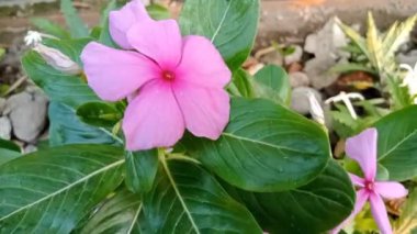 Tapak dara, Madagaskar 'dan gelen yıllık bir çalı türüdür ancak diğer tropikal bölgelere de yayılmıştır. Bilimsel adı Catharanthus Roseus Don. 