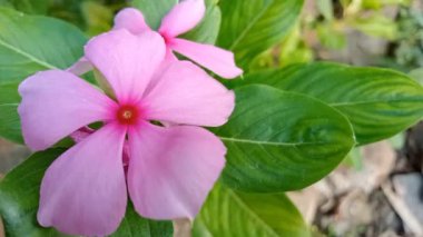 Tapak dara, Madagaskar 'dan gelen yıllık bir çalı türüdür ancak diğer tropikal bölgelere de yayılmıştır. Bilimsel adı Catharanthus Roseus Don. 