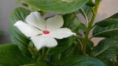 Tapak dara, Madagaskar 'dan gelen yıllık bir çalı türüdür ancak diğer tropikal bölgelere de yayılmıştır. Bilimsel adı Catharanthus Roseus Don. 