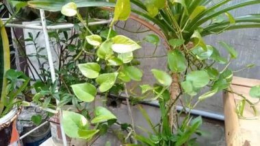 Pothos bitkisi, Araceae familyasından bir bitki cinsidir (Potheae kabilesi). Çin 'e, Hindistan' a, Avustralya 'ya, Yeni Gine' ye özgüdür.
